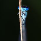 Azurjungfer (Coenagrion) 