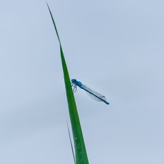 Azurjungfer (Coenagrion)