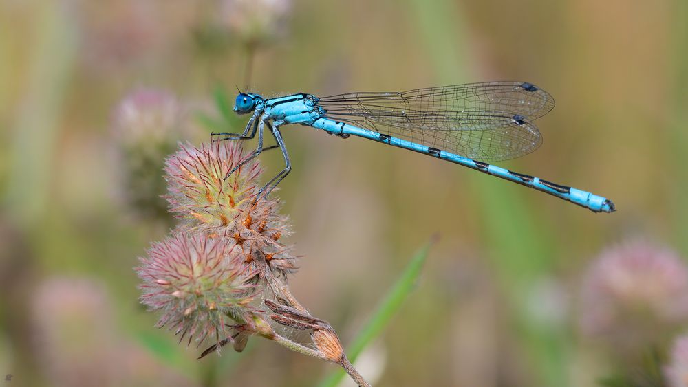 Azurjungfer (Coenagrion) am Hasen-Klee oder Ackerklee (Trifolium arvense)