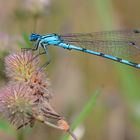 Azurjungfer (Coenagrion) am Hasen-Klee oder Ackerklee (Trifolium arvense)