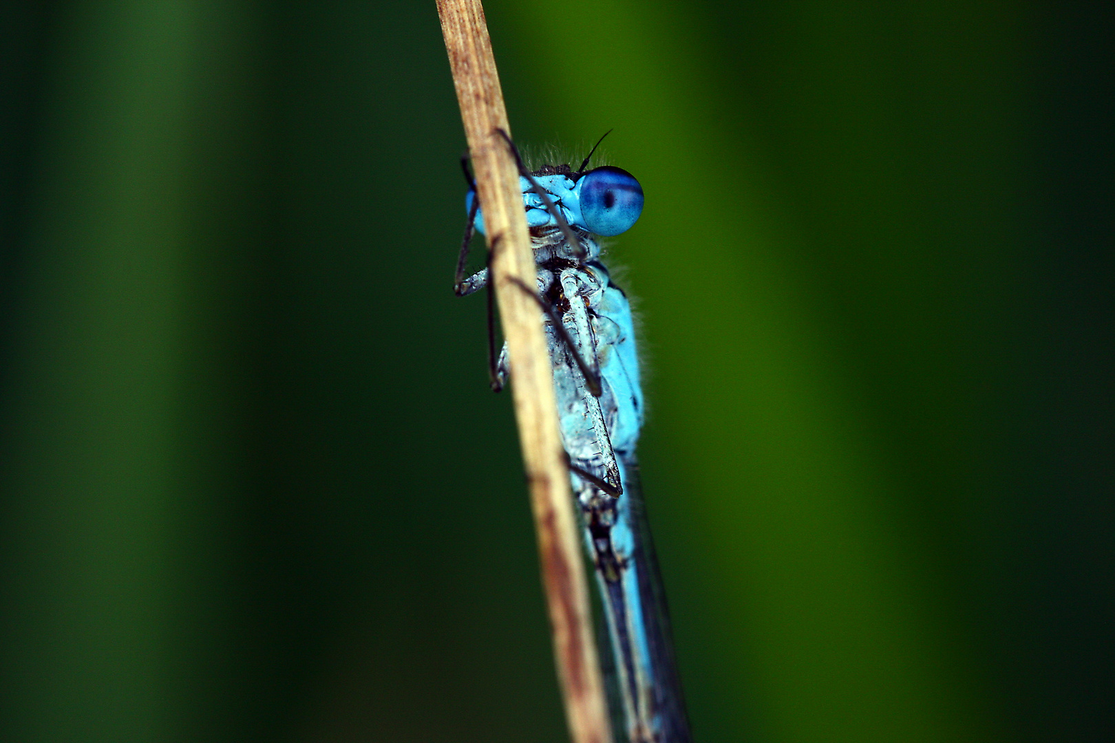 Azurjungfer (Coenagrion)