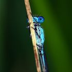 Azurjungfer (Coenagrion)