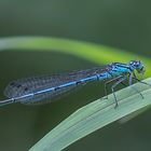 Azurjungfer  (Coenagrion) 