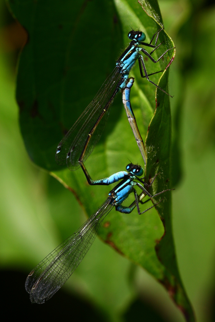 Azurjungfer (Coenagrion) in der Paarung