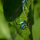 Azurjungfer (Coenagrion) in der Paarung