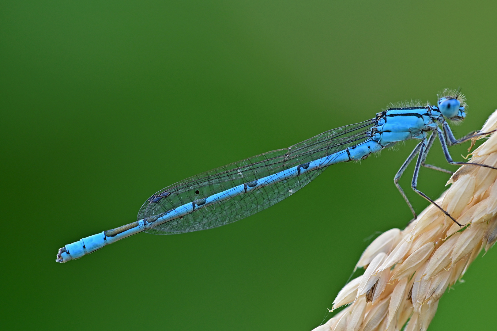 Azurjungfer (Coenagrion spec.)