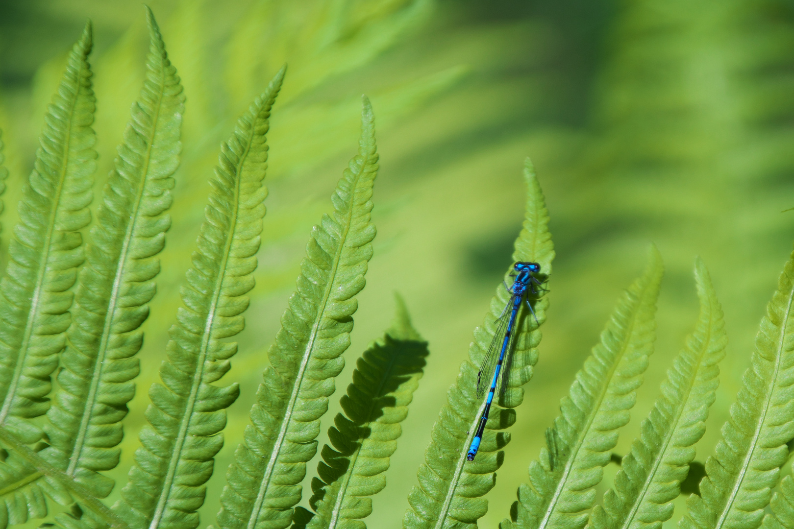 Azurjungfer im Garten