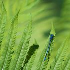 Azurjungfer im Garten