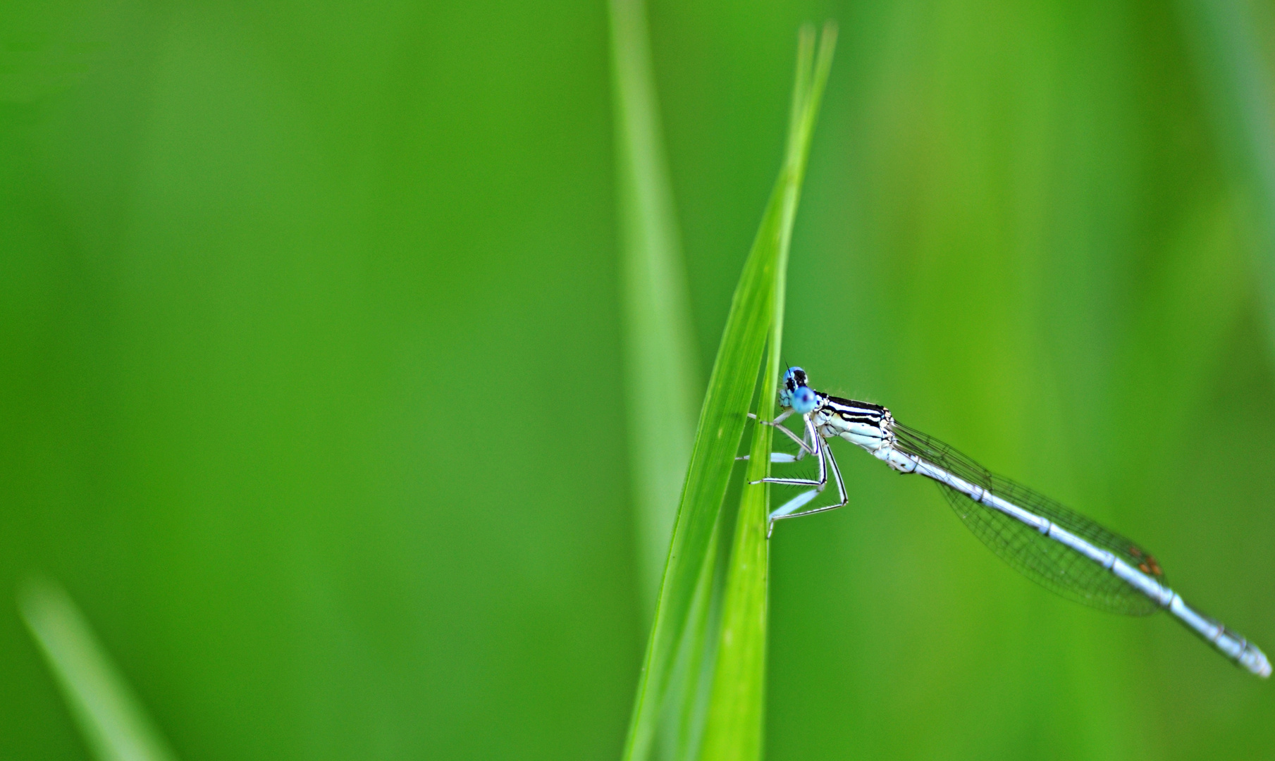 Azurjungfer im Gras