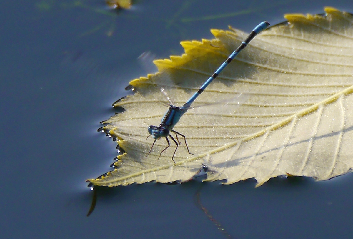 Azurjungfer im Herbst