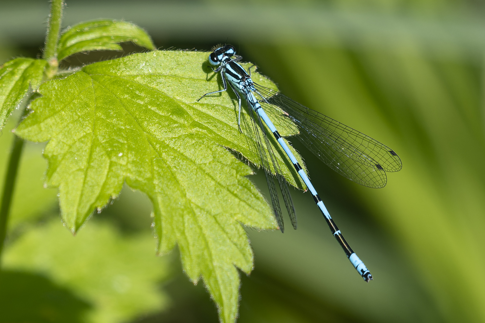  Azurjungfer ( Libelle )