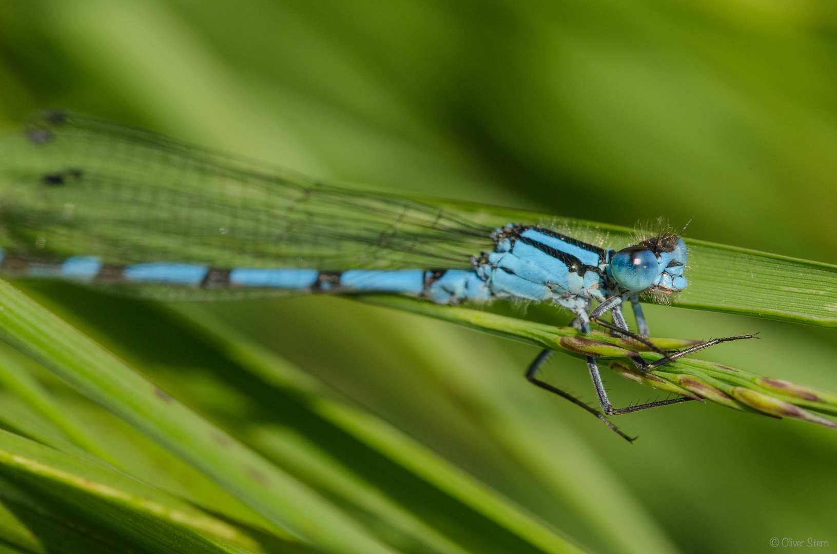 Azurjungfer Libelle