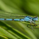 Azurjungfer Libelle