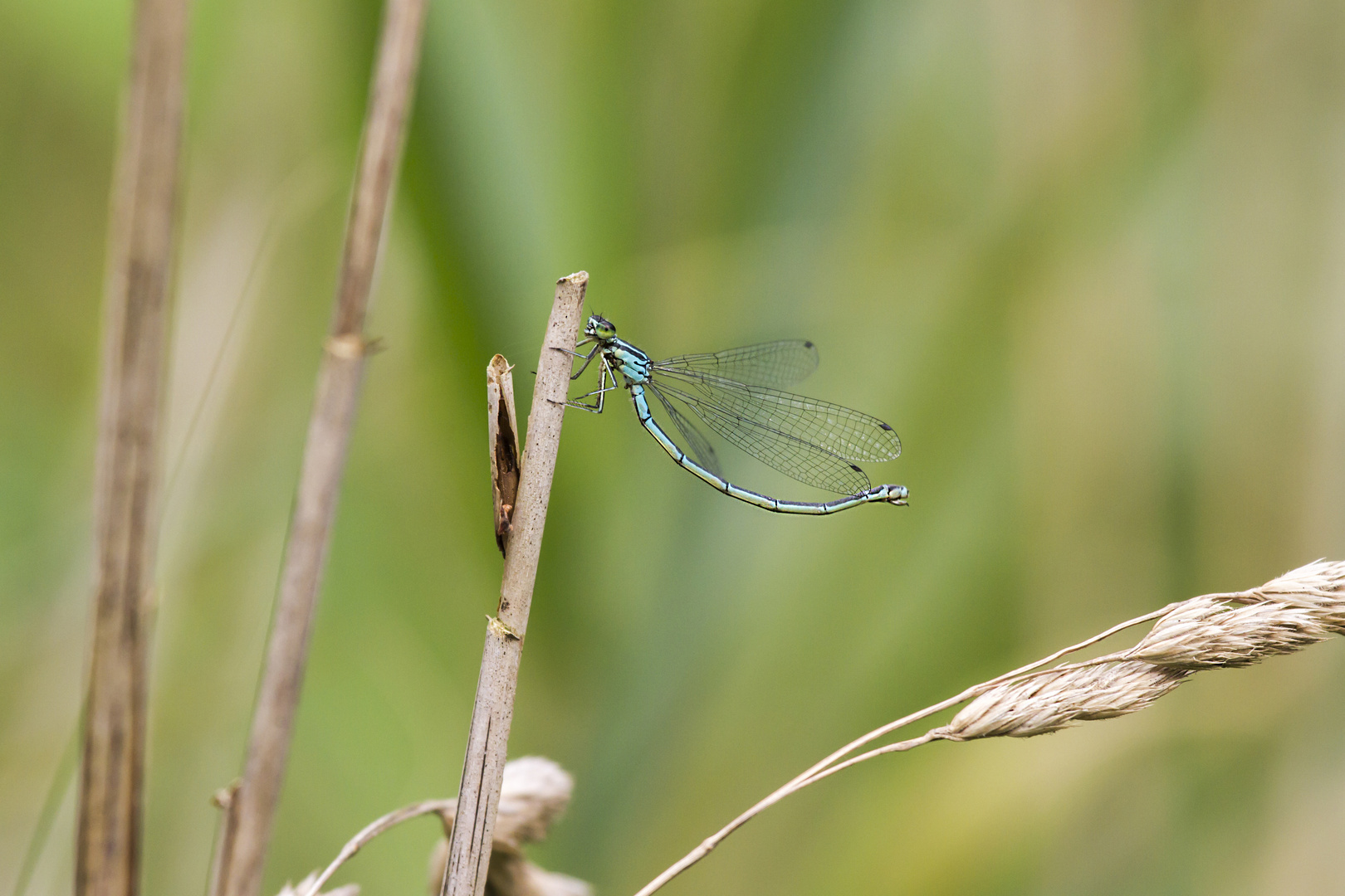 Azurjungfer Libelle