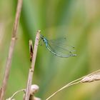 Azurjungfer Libelle