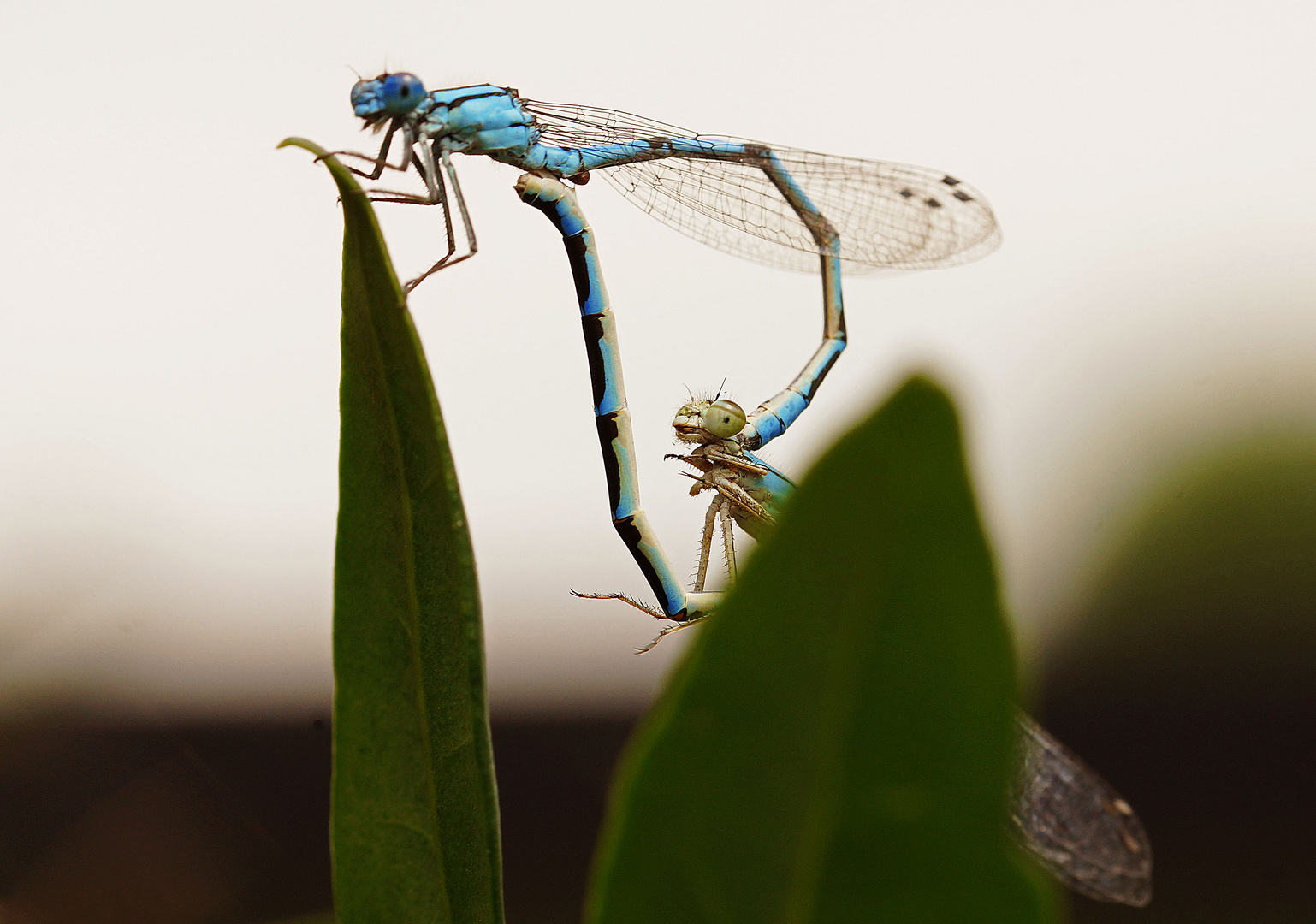 Azurjungfer Libelle