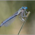 Azurjungfer Libelle