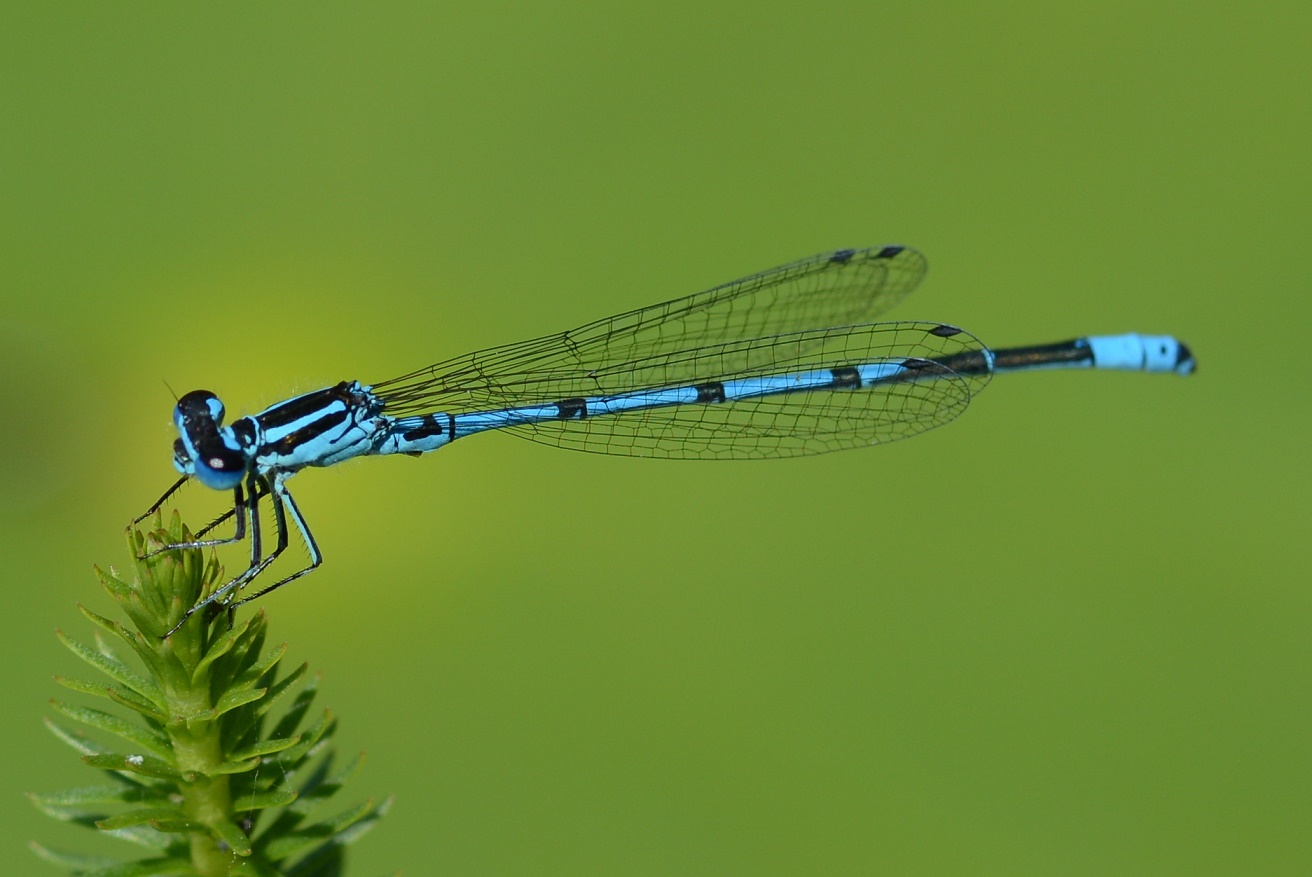 Azurjungfer Libelle am heimischen Gartenteich