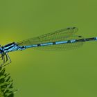 Azurjungfer Libelle am heimischen Gartenteich