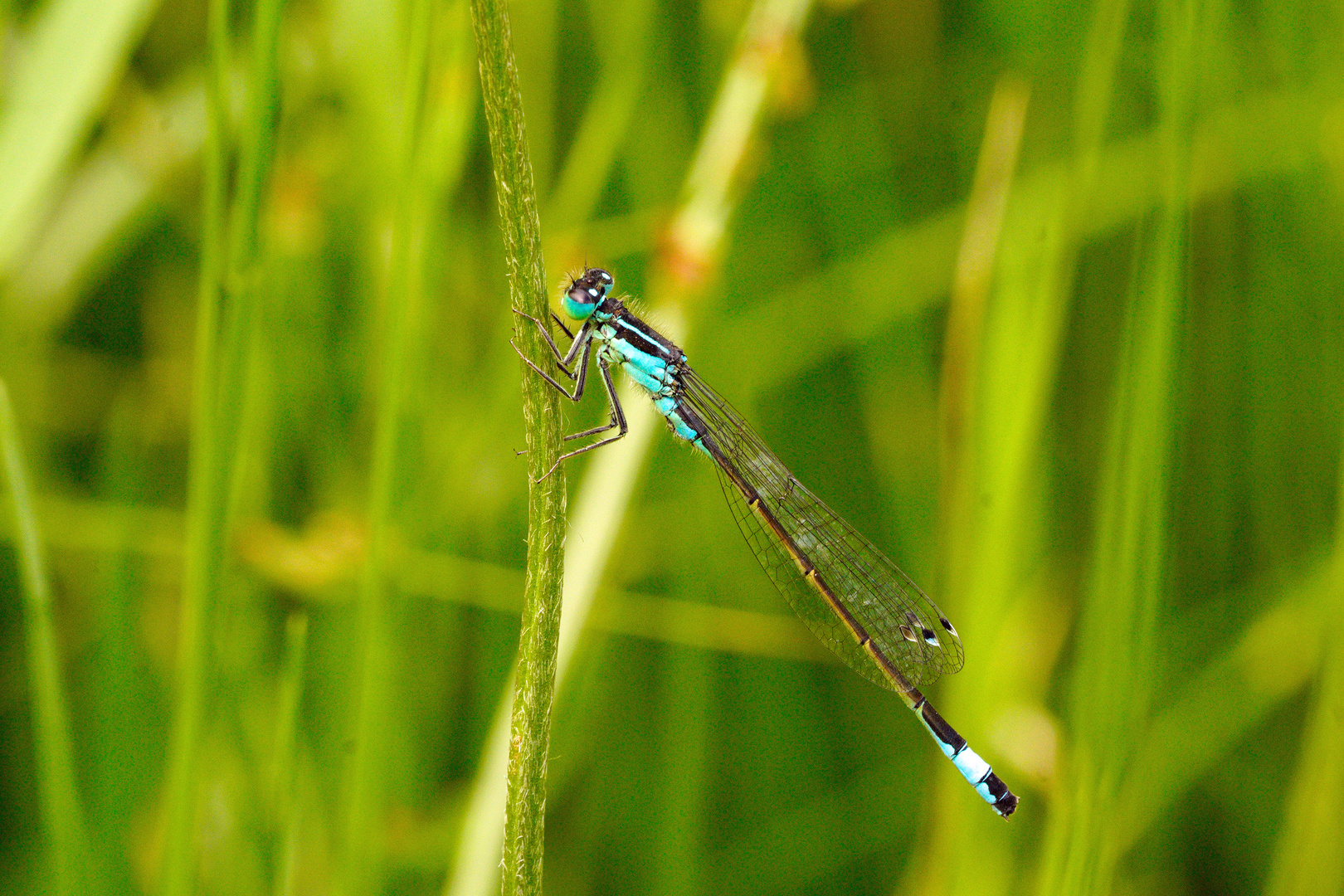 Azurjungfer Libelle bei 12 Grad