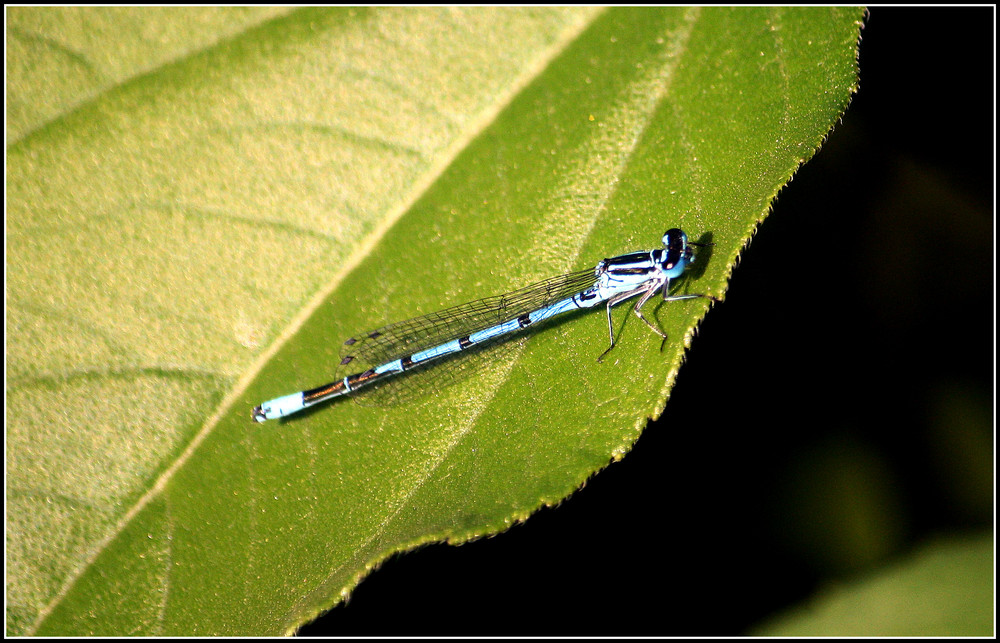 Azurjungfer - Libelle (dragonfly)