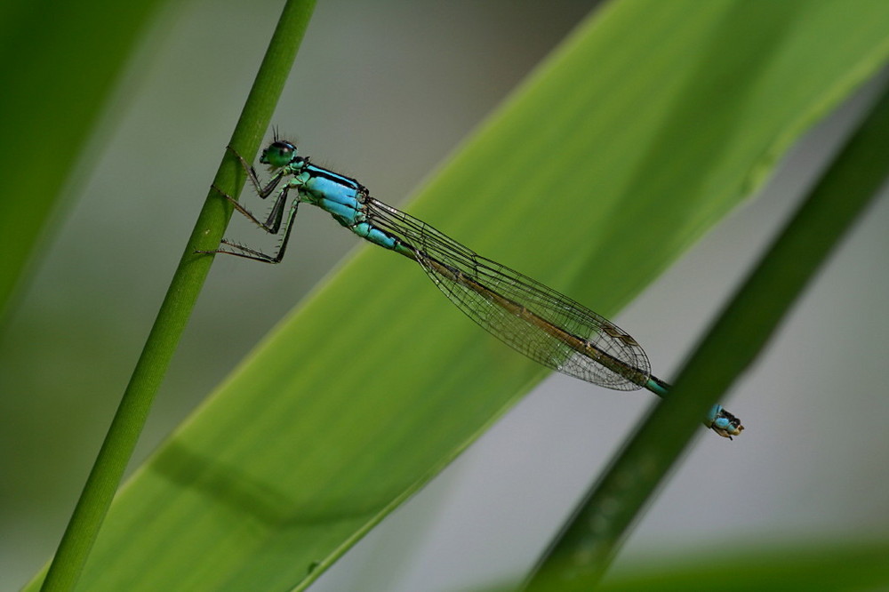 Azurjungfer Männchen