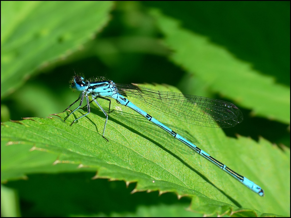 Azurjungfer männchen