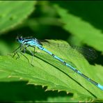 Azurjungfer männchen