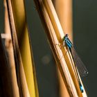 "Azurjungfer" - oder doch nicht?