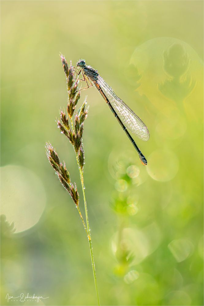 Azurjungfer weiblich