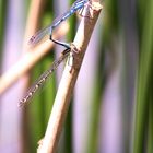 Azurjungfern bei der Paarung