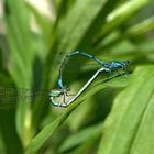 Azurjungfern beim Liebesspiel