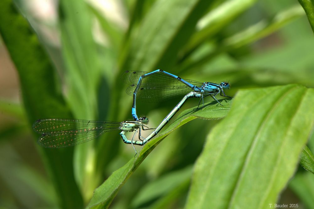 Azurjungfern beim Liebesspiel