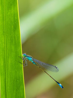 Azurjungfern (Coenagrion)