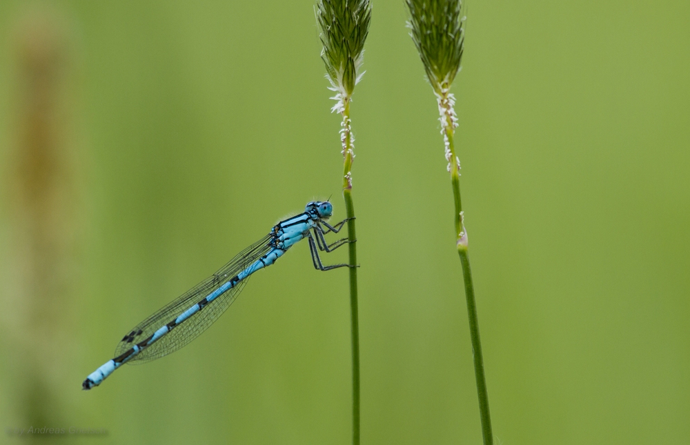 Azurjungfern (Coenagrion)