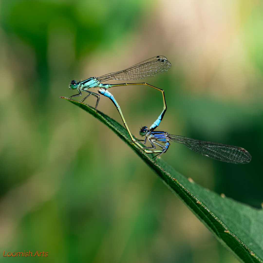 Azurjungfern (Coenagrion) Paarungsrad