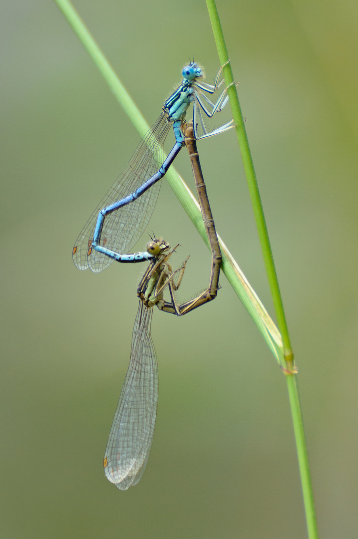 Azurjungfern