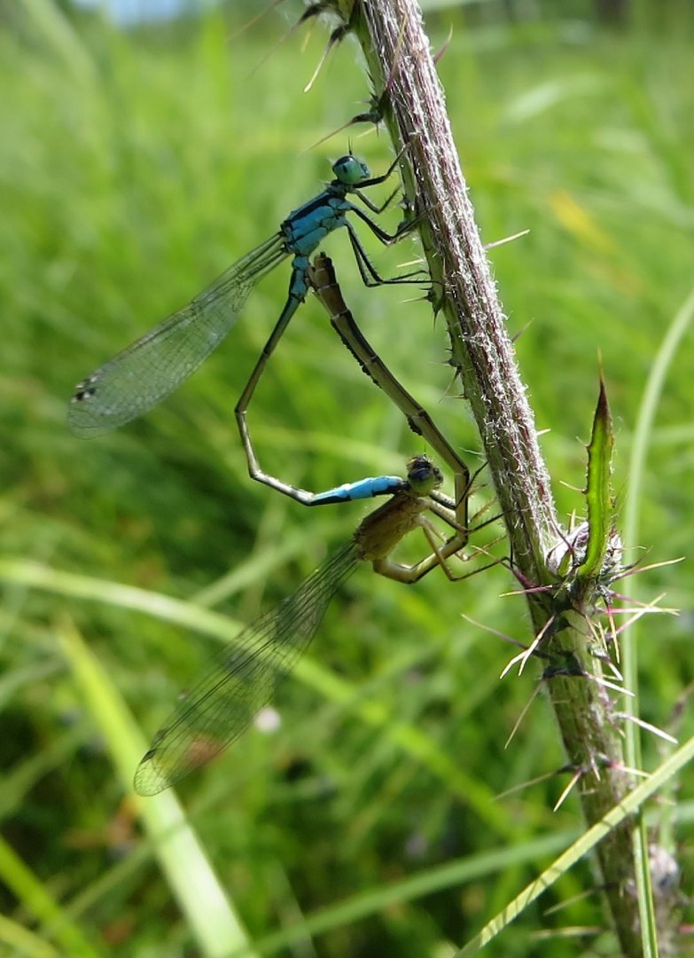 Azurjungfern im Liebesrad