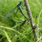 Azurjungfern im Liebesrad