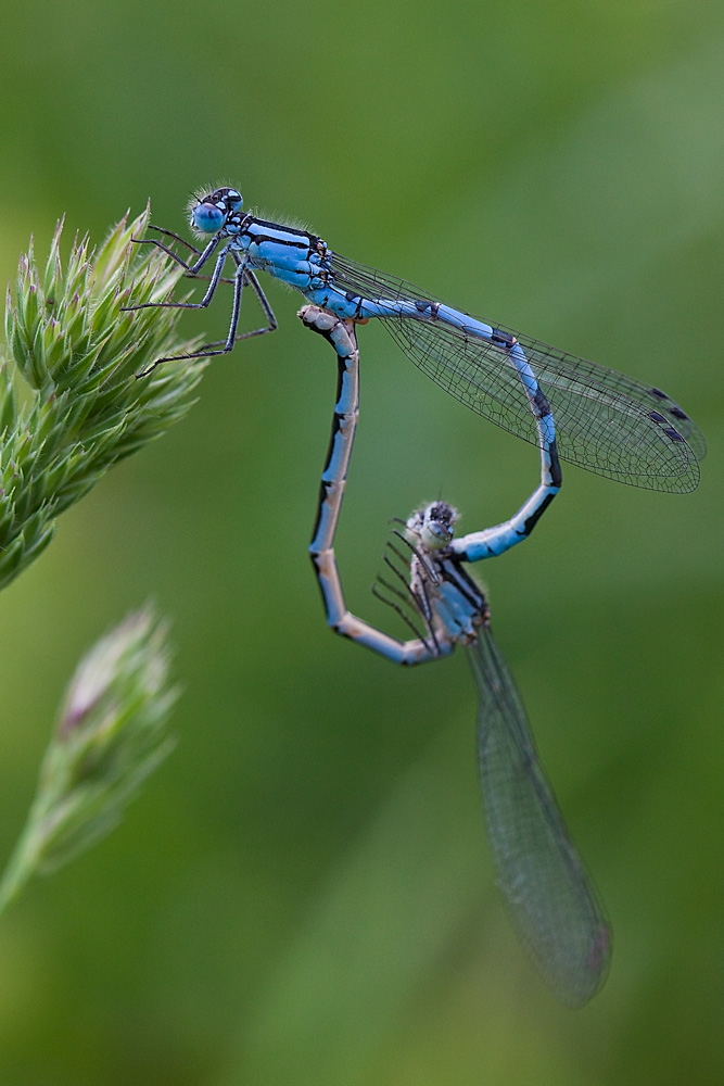 Azurjungfern im Paarungsrad