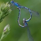 Azurjungfern im Paarungsrad