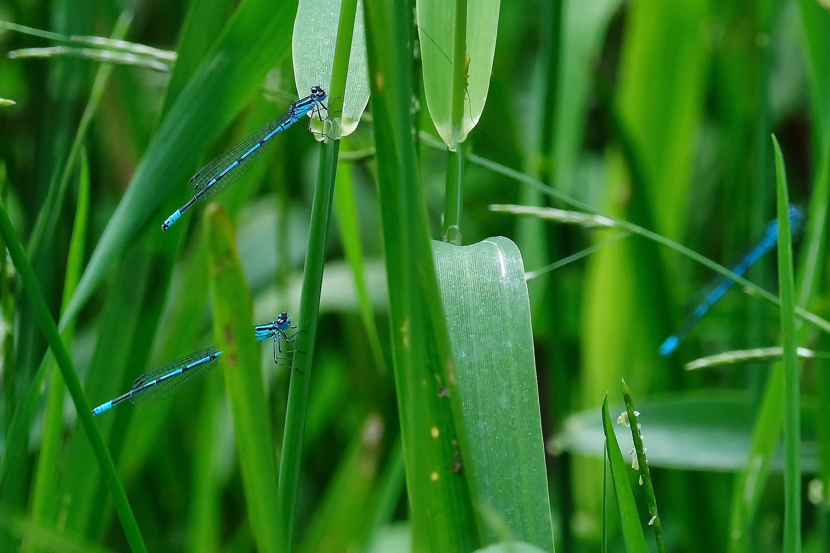 Azurjungfern im Schilf