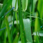 Azurjungfern im Schilf