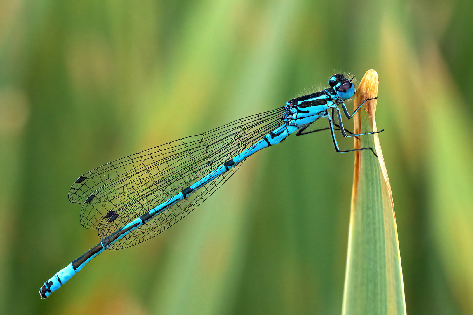 Azurjungfern Libelle