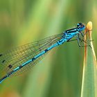 Azurjungfern Libelle