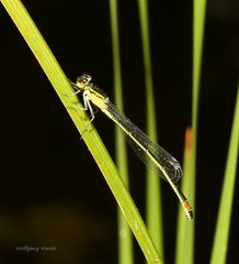 Azurjungfern -Schlanklibelle Weibchen