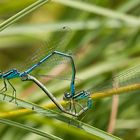 Azurjungfernpäärchen beim Rondevouz