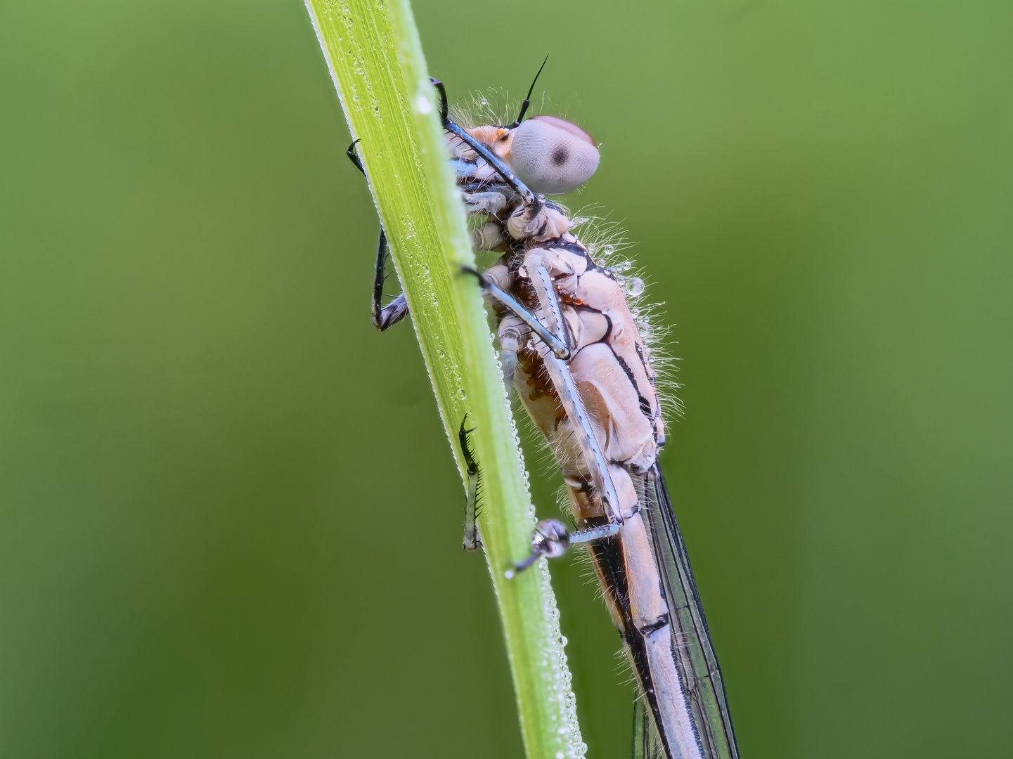 Azurjungfer_Parasitenbefall