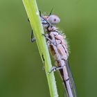 Azurjungfer_Parasitenbefall