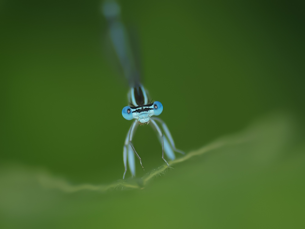 Azurlibelle frontal